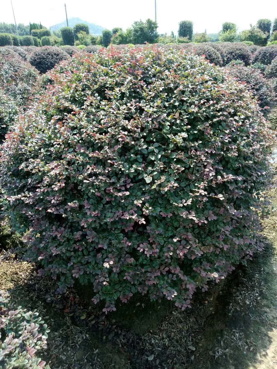 红花<em style='color:red'>继木</em>图片