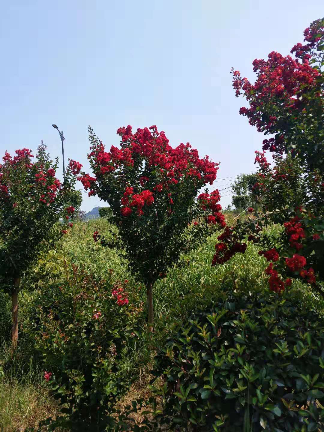 <em style='color:red'>美國</em><em style='color:red'>紫薇</em>圖片