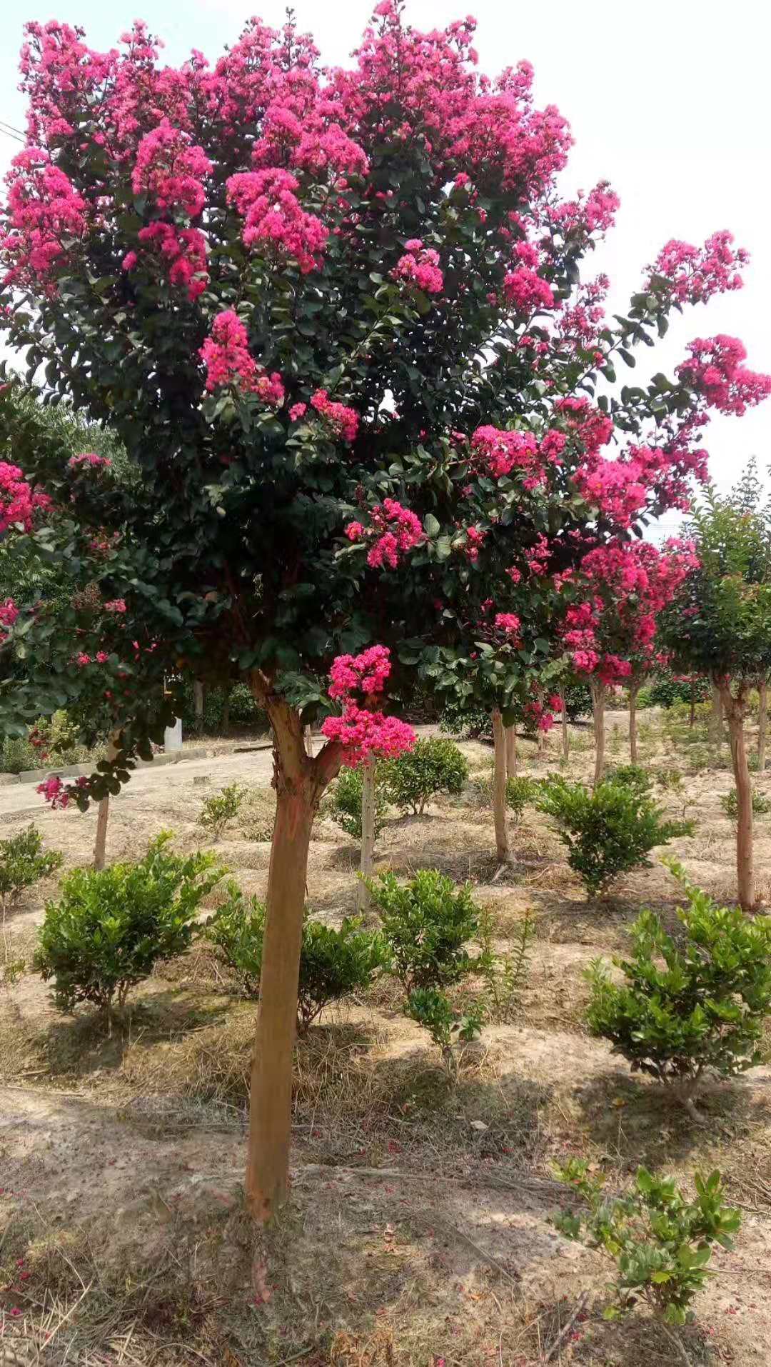 <em style='color:red'>美國</em><em style='color:red'>紫薇</em>圖片