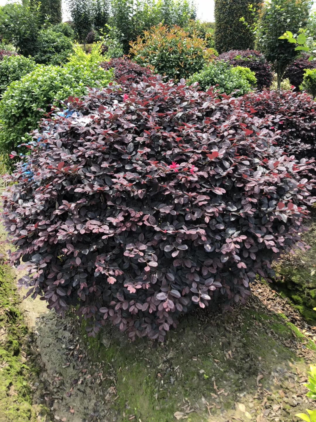 红花<em style='color:red'>继木</em>图片