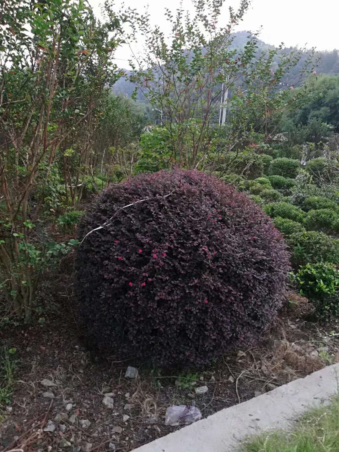 红花<em style='color:red'>继木</em>图片