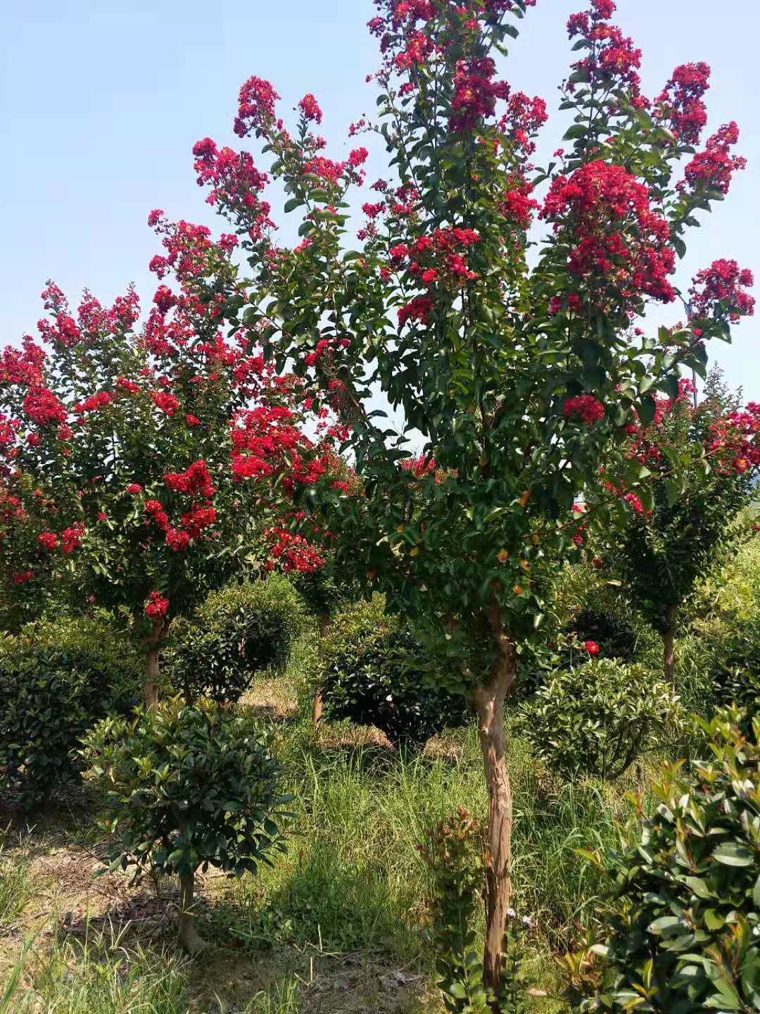 <em style='color:red'>美國</em><em style='color:red'>紫薇</em>圖片