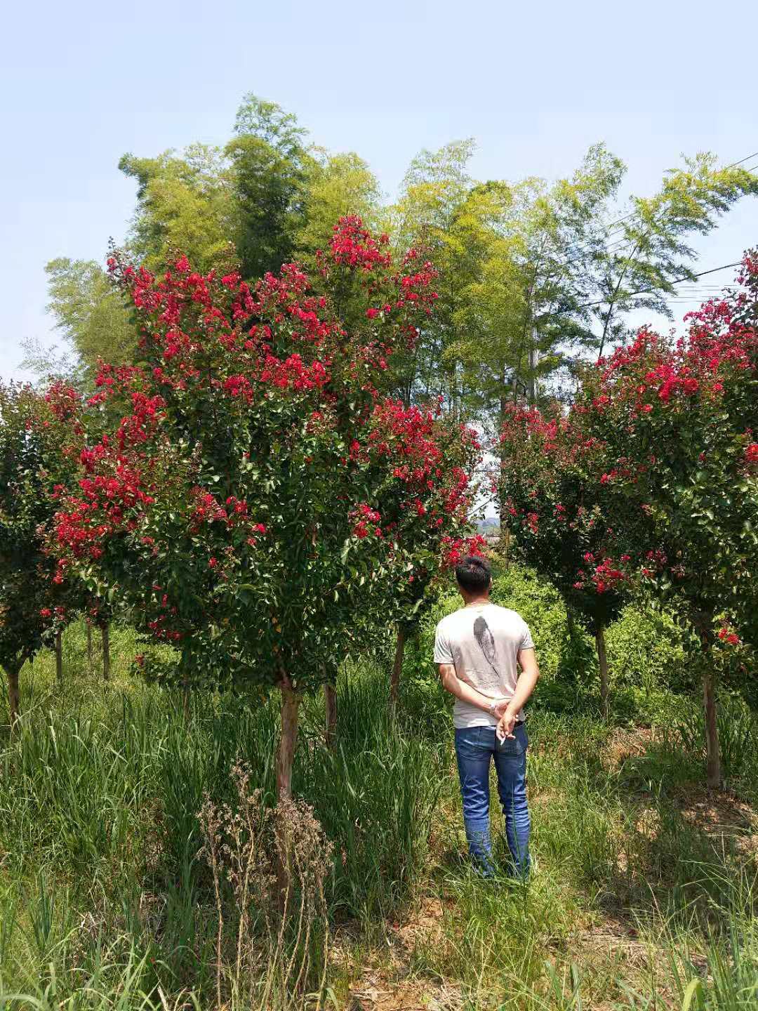 <em style='color:red'>美國</em><em style='color:red'>紫薇</em>圖片