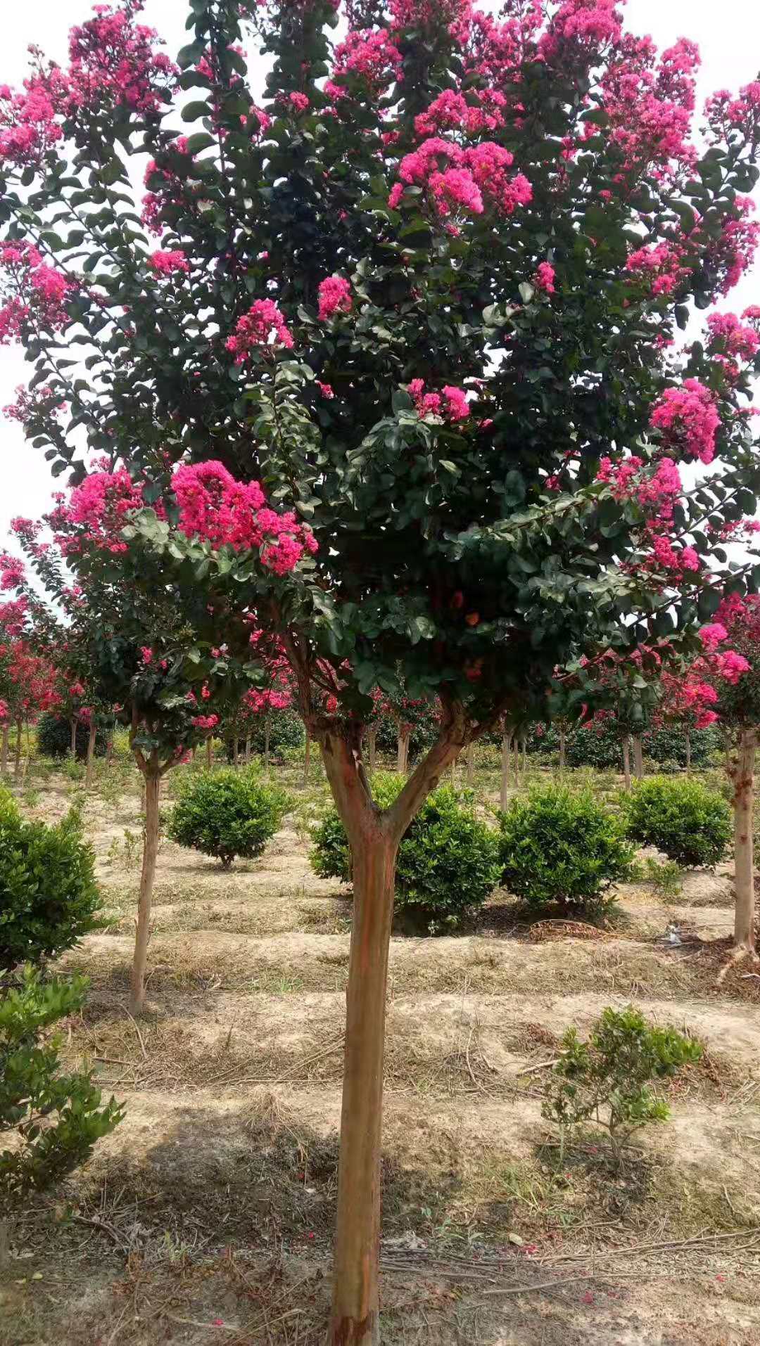 <em style='color:red'>美國</em><em style='color:red'>紫薇</em>圖片