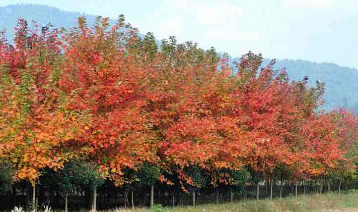 <em style='color:red'>黄栌</em>图片
