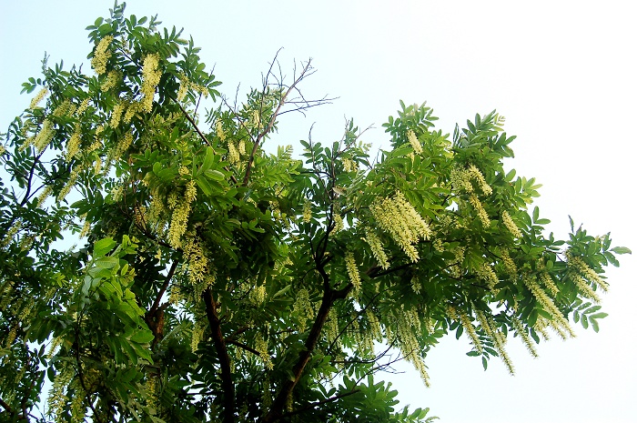 <em style='color:red'>枫杨</em>图片