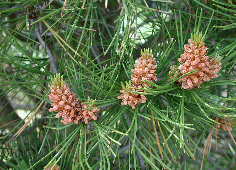 <em style='color:red'>白皮松</em>圖片