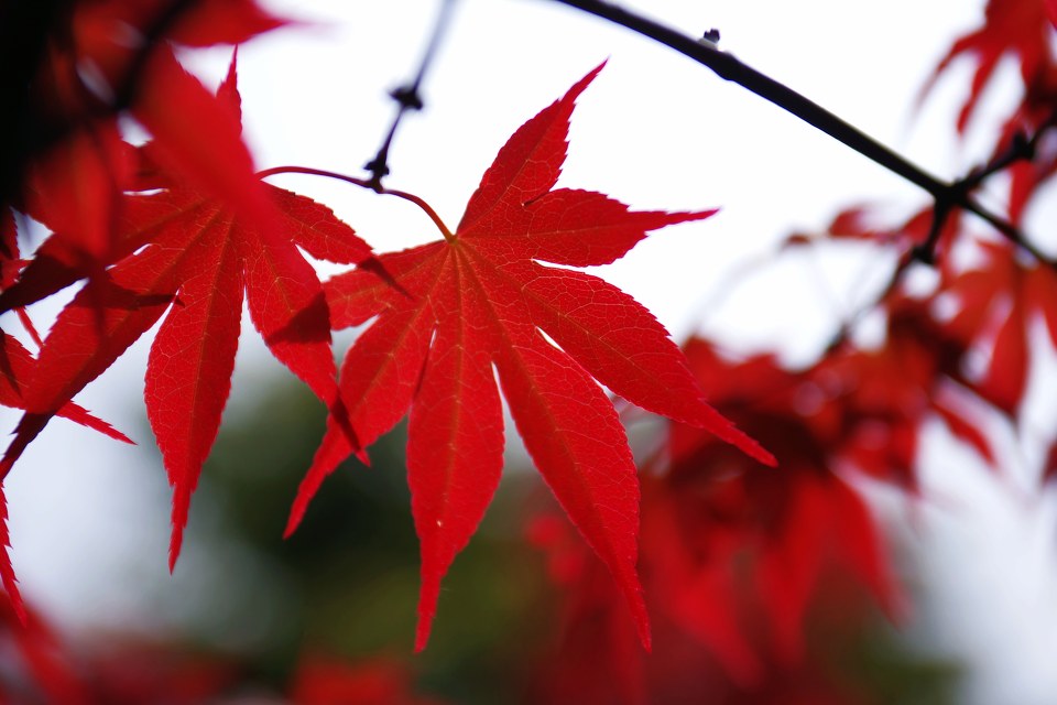 <em style='color:red'>红枫</em>图片