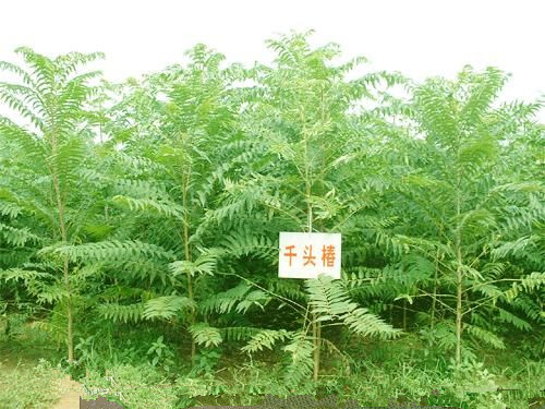 <em style='color:red'>千头椿</em>图片