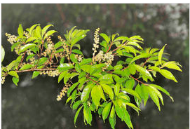 <em style='color:red'>稠李</em>图片