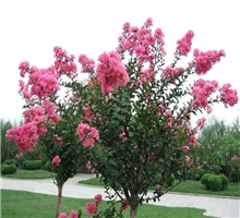 <em style='color:red'>紅花紫薇</em>圖片