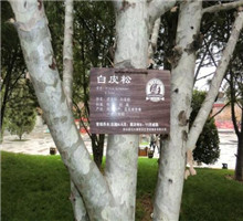 <em style='color:red'>白皮松</em>图片