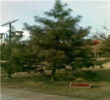 <em style='color:red'>油松</em>图片