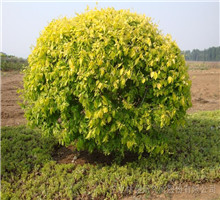 高<em style='color:red'>接</em><em style='color:red'>金叶榆球</em>图片