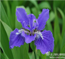 <em style='color:red'>鸢尾</em>图片