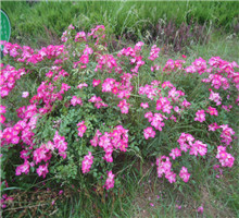 <em style='color:red'>野薔薇</em>圖片