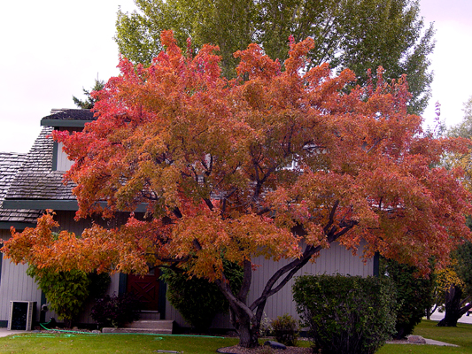 点景<em style='color:red'>茶条槭</em>图片
