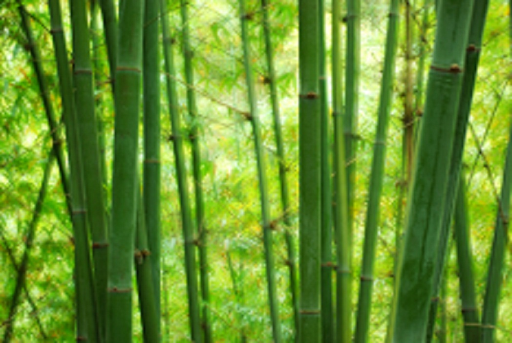 <em style='color:red'>苦竹</em>图片