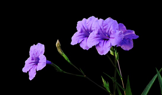 紫花芦莉图片