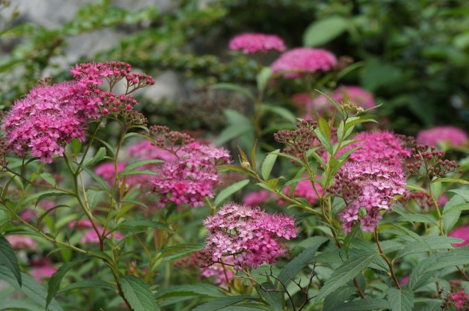<em style='color:red'>红花</em><em style='color:red'>绣线菊</em>图片
