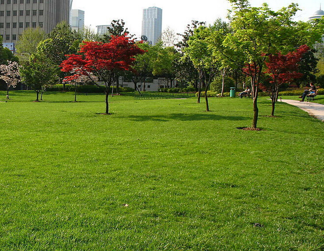 <em style='color:red'>高羊茅</em>图片