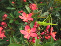 <em style='color:red'>琴叶珊瑚</em>图片