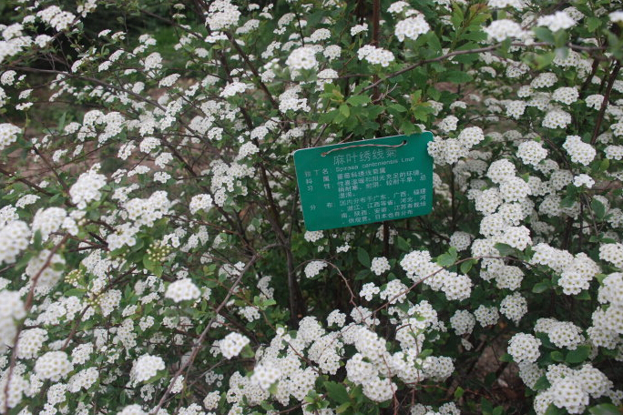 <em style='color:red'>麻叶绣线</em>图片