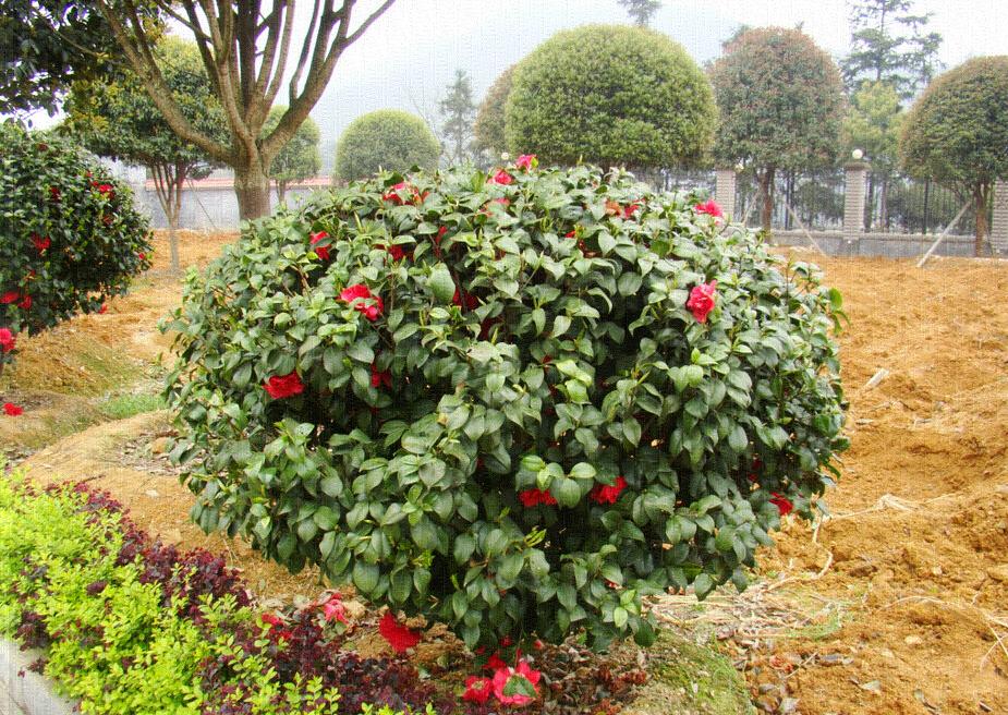 <em style='color:red'>茶花球</em>图片