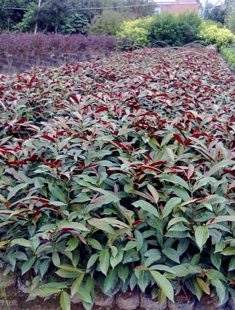 <em style='color:red'>红背桂</em>图片