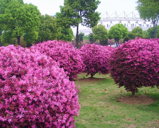 红花<em style='color:red'>继木球</em>图片