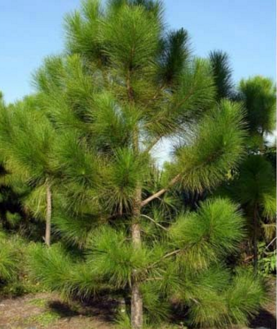 <em style='color:red'>马尾松</em>图片