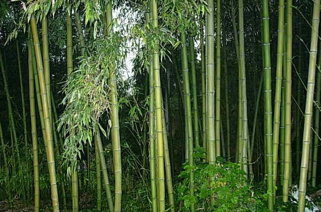 <em style='color:red'>红竹</em>图片