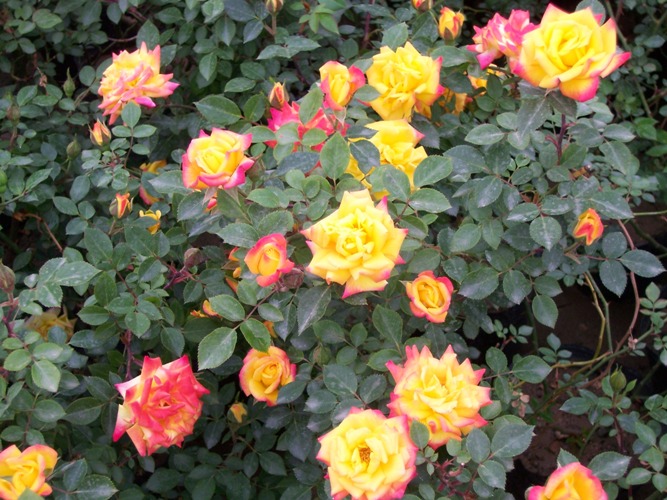 <em style='color:red'>品种</em><em style='color:red'>月季</em>图片