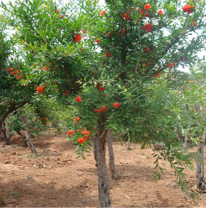 <em style='color:red'>石榴</em>图片