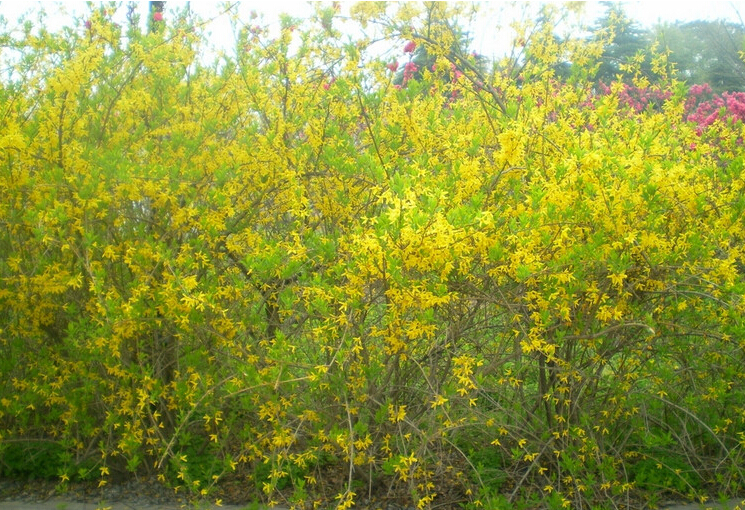 <em style='color:red'>金鐘花</em>圖片