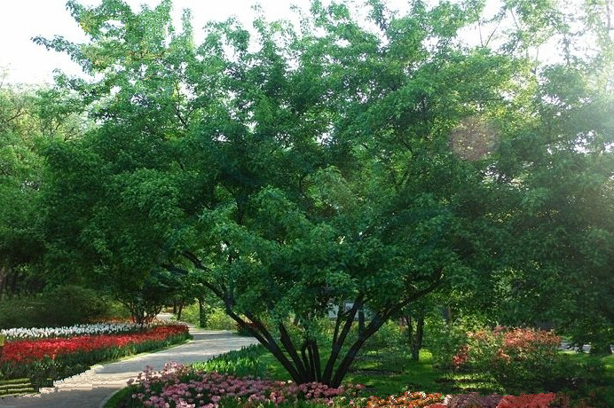 <em style='color:red'>丛生</em><em style='color:red'>茶条槭</em>图片