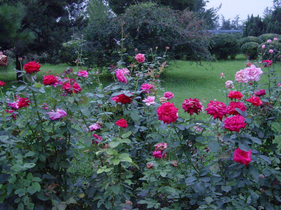 <em style='color:red'>品种</em><em style='color:red'>月季</em>图片
