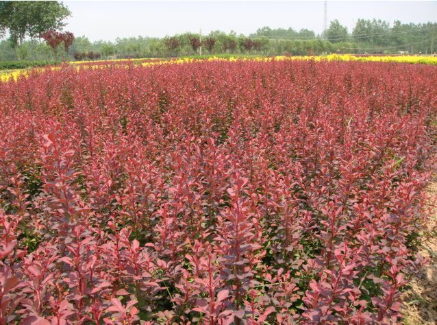 <em style='color:red'>小檗</em>图片