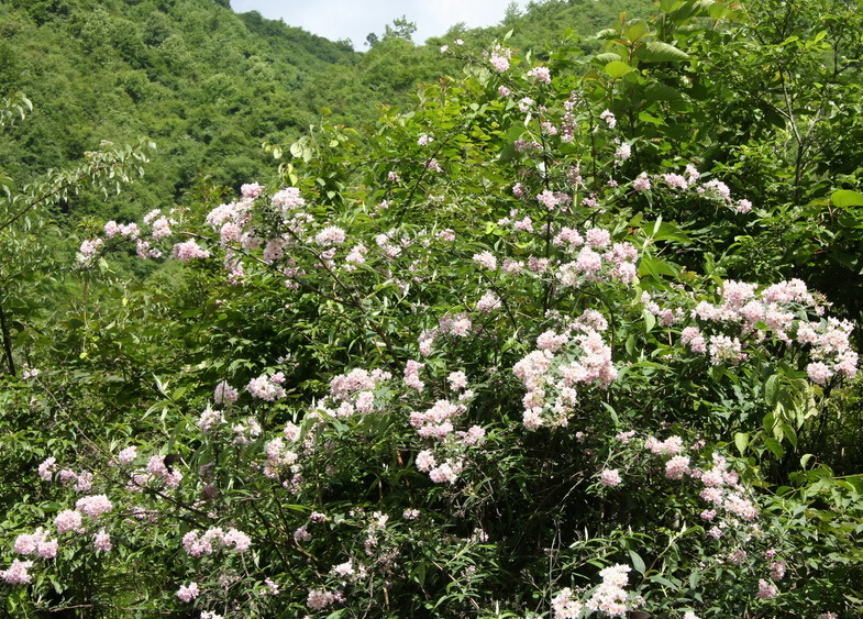 <em style='color:red'>溲疏</em>图片