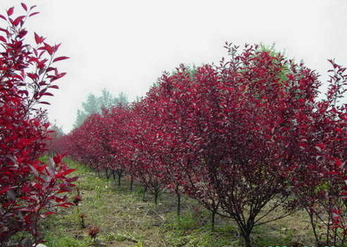 <em style='color:red'>紫叶李</em>(<em style='color:red'>红叶李</em>)图片