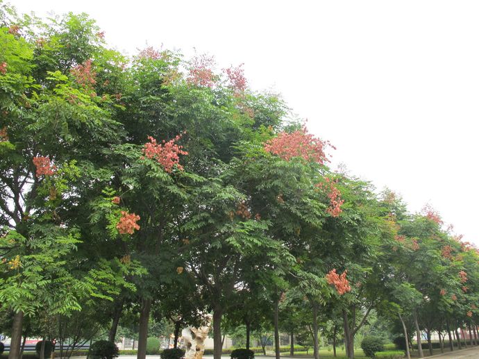<em style='color:red'>黄山栾</em>图片