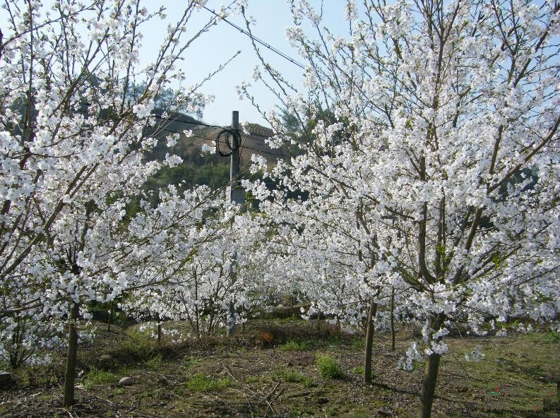 <em style='color:red'>早樱</em>图片