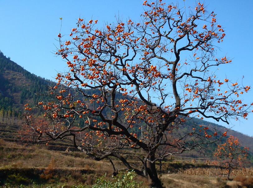 <em style='color:red'>柿子</em>树图片