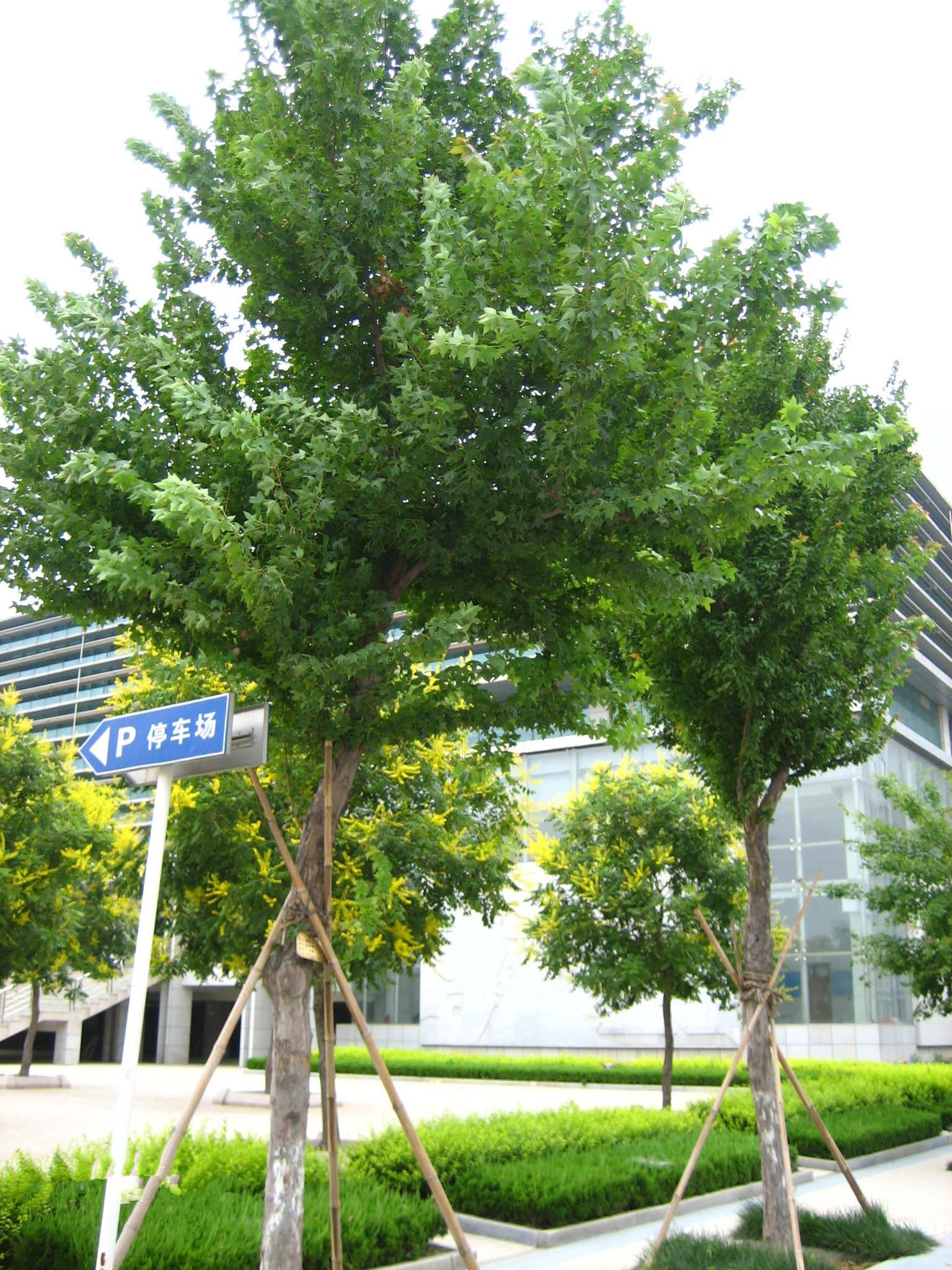 <em style='color:red'>三角枫</em>图片