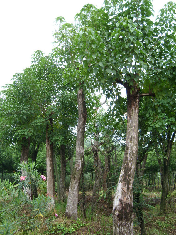 <em style='color:red'>重阳木</em>图片