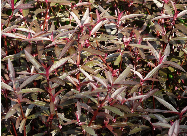 <em style='color:red'>红莲子草</em>图片