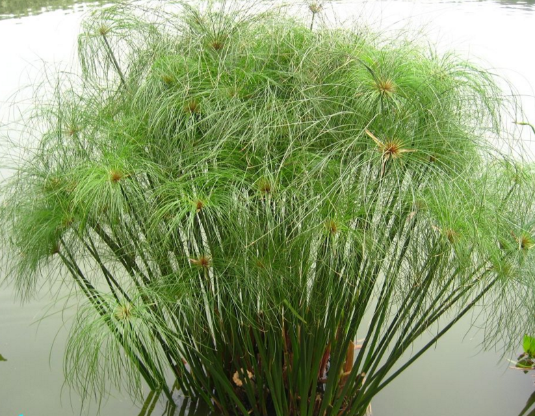 <em style='color:red'>纸莎草</em>图片