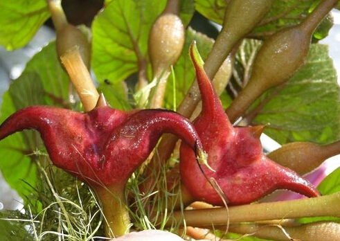 <em style='color:red'>紅菱</em>圖片