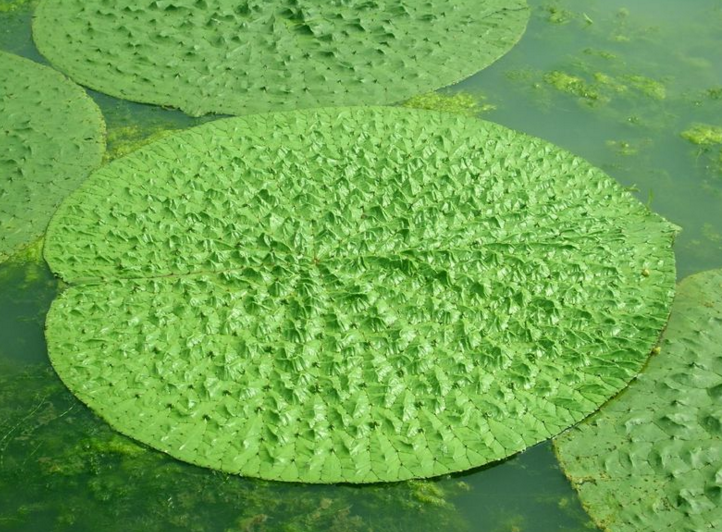 <em style='color:red'>芡實</em>圖片