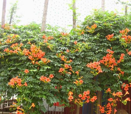 <em style='color:red'>凌宵</em>图片